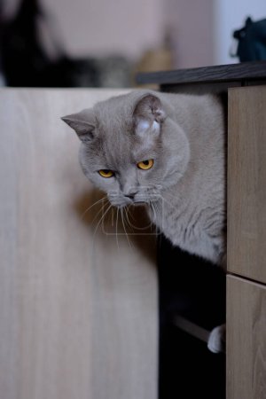 Téléchargez les photos : Un chat gris joue dans une pièce à la lumière du jour. Nourriture pour chats. - en image libre de droit