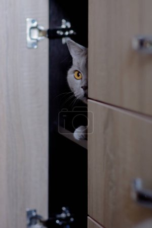 Téléchargez les photos : Un chat gris joue dans une pièce à la lumière du jour. Nourriture pour chats. - en image libre de droit