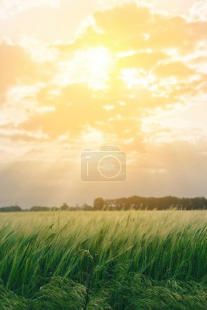 Ein sonnenbeschienenes grünes Grasfeld, im Hintergrund scheint die Sonne.