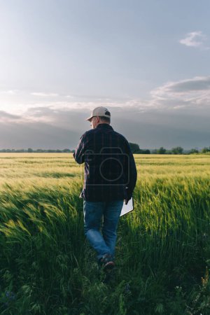 Überprüfung des Ertrags von Getreide bei Sonnenuntergang. Der Mensch führt Experimente unter Feldbedingungen durch. Agronomie.