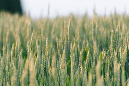 Überprüfung des Ertrags von Getreide bei Sonnenuntergang. Der Mensch führt Experimente unter Feldbedingungen durch. Agronomie.