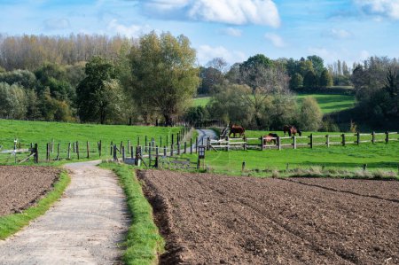 Téléchargez les photos : Sentier pédestre à travers les champs de la campagne flamande autour d'Asse ter Heide, Belgique - en image libre de droit