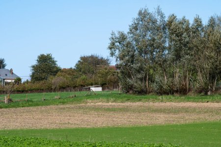 Téléchargez les photos : Champs agricoles verts à la campagne flamande, Asse ter Heide, Belgique - en image libre de droit