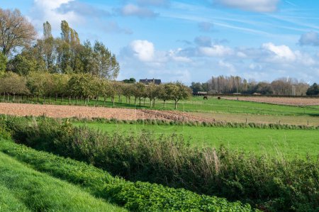 Téléchargez les photos : Champs agricoles verts à la campagne flamande, Asse ter Heide, Belgique - en image libre de droit