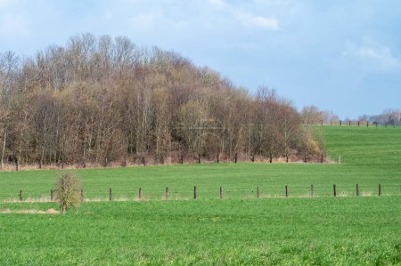 Téléchargez les photos : Lignes diagonales dans les champs d'agriculture verte et prairies autour, Asse, Brabant flamand, Belgique - en image libre de droit