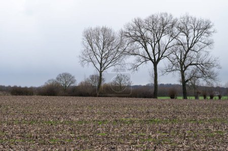 Téléchargez les photos : Champs de maïs cultivés dans la campagne flamande autour de Relegem, Brabant flamand, Belgique - en image libre de droit