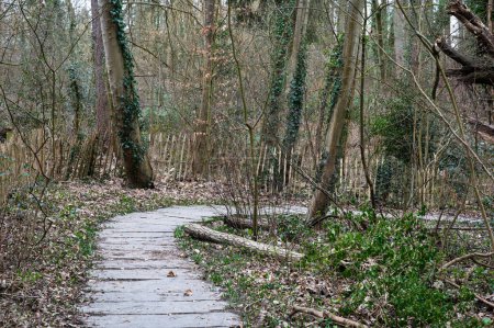 Foto de Camino de piedra dura a pie a través de los bosques de la reserva natural Kinsendael, Uccle, Bruselas, Bélgica - Imagen libre de derechos