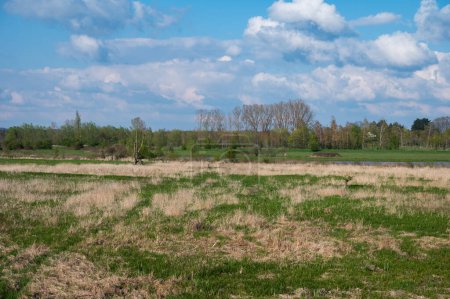 Foto de Campos verdes y amarillos con hierba y juncos alrededor Diest, Brabante Flamenco, Bélgica - Imagen libre de derechos