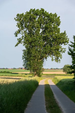 Foto de Campo a través de los prados y bosques alrededor de Kumtich, Tienen, Bélgica - Imagen libre de derechos