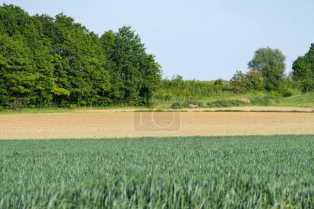 Foto de Campos agrícolas verdes con plantaciones de centeno y trigo en la campiña flamenca alrededor de Breisem, Tienen, Bélgica - Imagen libre de derechos