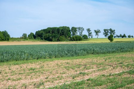Foto de Campos agrícolas verdes con plantaciones de centeno y trigo en la campiña flamenca alrededor de Breisem, Tienen, Bélgica - Imagen libre de derechos