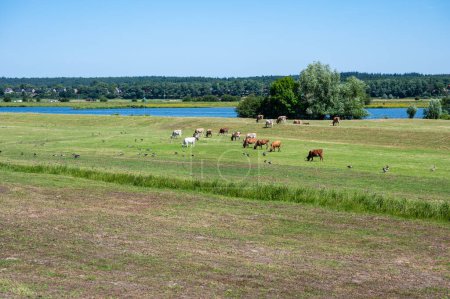 Téléchargez les photos : Vaches brunes pâturant dans les prairies verdoyantes de la campagne néerlandaise autour de Lienden, Pays-Bas - en image libre de droit