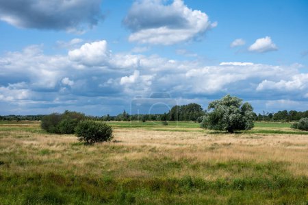 Foto de Vista panorámica del brezo y pantano de la reserva natural de Borchbeemden, Bekkevoort, Bélgica - Imagen libre de derechos