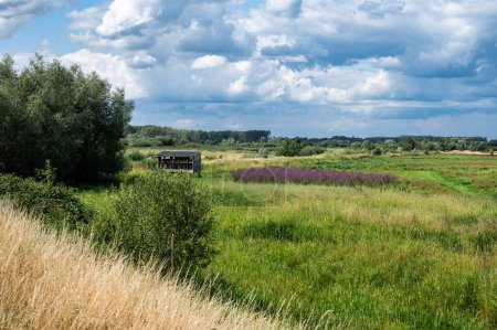 Foto de Vista panorámica del brezo y pantano de la reserva natural de Borchbeemden, Bekkevoort, Bélgica - Imagen libre de derechos