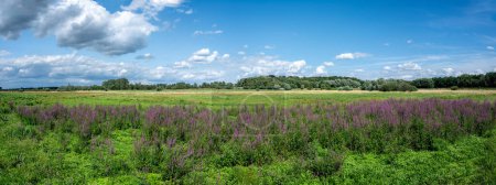 Foto de Vista panorámica extra grande sobre Borchbeemde, una reserva natural con brezo y pantanos, Webbekom, Flandes, Bélgica - Imagen libre de derechos