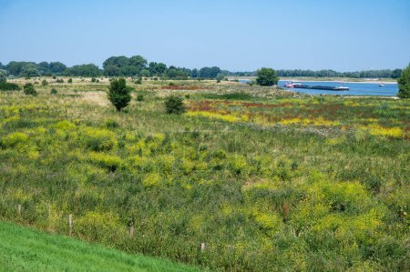 Téléchargez les photos : Prairies verdoyantes dans la zone naturelle inondable de la rivière Waal, Millingerwaard, Gueldre, Pays-Bas - en image libre de droit