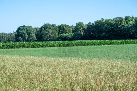 Téléchargez les photos : Terres agricoles cultivées avec champs de blé, de seigle et de maïs autour de Venlo, Limbourg, Pays-Bas - en image libre de droit