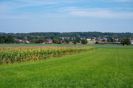 Foto de Campos de maíz y tierras agrícolas verdes en la campiña flamenca alrededor de Tielt-Winge, Brabante Flamenco, Bélgica - Imagen libre de derechos