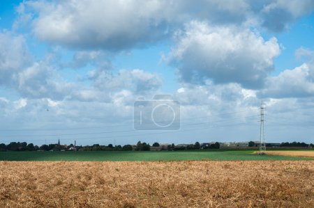 Téléchargez les photos : Champs de blé doré et pôle haute tension dans la campagne flamande autour d'Ossel, Brabant flamand, Belgique - en image libre de droit