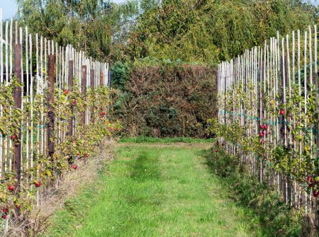 Téléchargez les photos : Horticulture de pommiers à tige basse, Relegem, Asse, Belgique - en image libre de droit