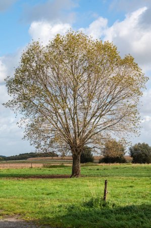 Téléchargez les photos : Chêne solitaire dans les champs agricoles de Relegem, Asse, Belgique - en image libre de droit
