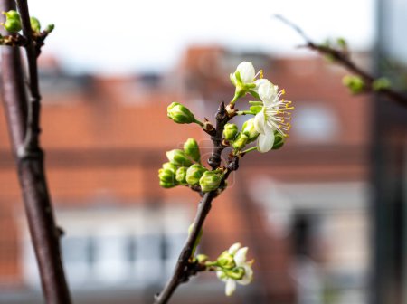 Floraison d'un prunier - Prunus salicina, Bruxelles Belgique