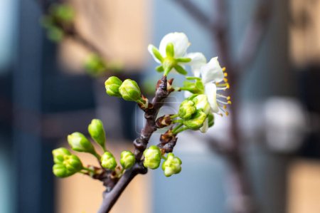 Blühende Blüte eines Pflaumenbaums - Prunus salicina, Brussels Belgien