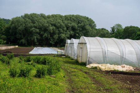 Allotment gardens with plantations and a foil tunnel in Ganshoren, Brussels Capital Region, Belgium,
