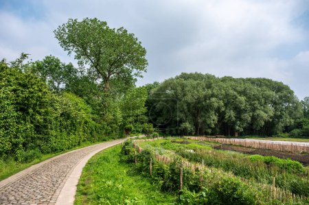 Bending cobble stone road through the park with allotment gardens, Ganshoren, Brussels, Belgium
