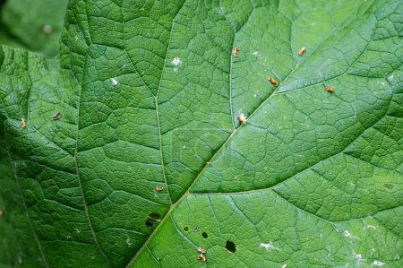Close up of a giant green leaf of a Arctium lappa, Jette, Belgium