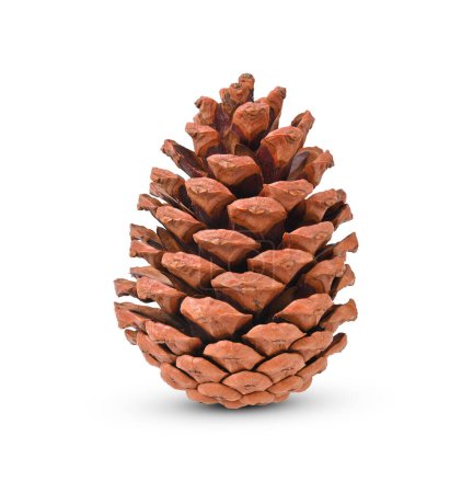 Brown pine cone isolated on white background