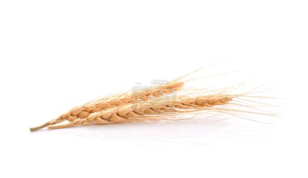 Two barley grains isolated on white background