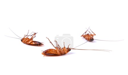 Photo for Tree Dead cockroach isolated on white background. - Royalty Free Image