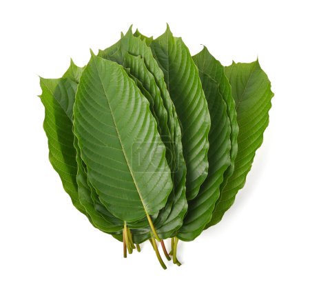 Heap of Mitragyna speciosa korth isolated on white background. top view .leaves of Mitragyna speciosa Korth (Kratom). The leaves eaten as a drug, medicinal plant