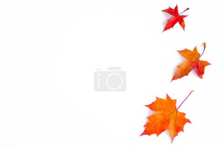 Foto de Background of yellow maple leaves with space for text on a white background. Autumn Leaf Background. - Imagen libre de derechos