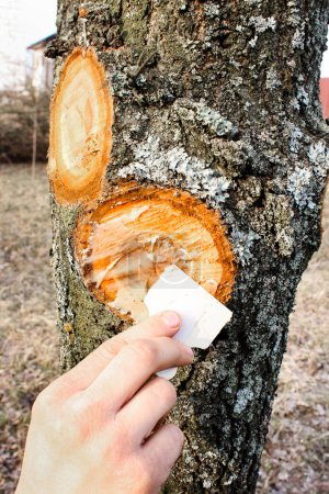 Foto de La mano del hombre lubrica el corte en el árbol con una solución especial. Procesamiento de árboles después de la poda en primavera. - Imagen libre de derechos