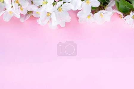 Foto de Una hermosa ramita de un manzano con flores blancas sobre un fondo rosa. Rama floreciente. Primavera naturaleza muerta. Lugar para el texto. Concepto de primavera o día de mamá. - Imagen libre de derechos
