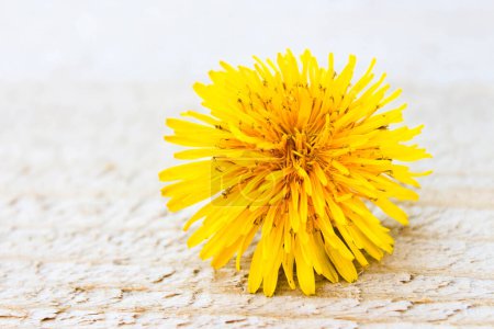 Photo for One yellow dandelion lies on a wooden board. Floral background with space for text. - Royalty Free Image