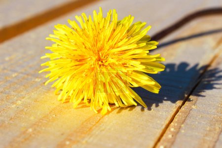 Photo for One yellow dandelion lies on a wooden board. Floral background with space for text. - Royalty Free Image