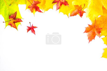 Foto de Background of many yellow maple leaves with space for text on a white background. Autumn Leaf Background. - Imagen libre de derechos