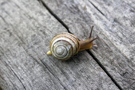 Photo for Close up of a striped snail crawling on a wooden board. - Royalty Free Image