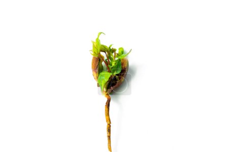 Close-up of a young sprout isolated on a white background with space for text. The concept of ecology and environmental protection. Germination of a tree from a fruit bone. Young apricot tree growing from the kernel.