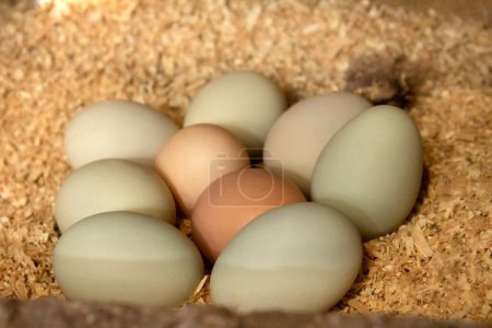 Photo for Many chicken eggs in the nest. Organic egg for a healthy protein breakfast. Easter symbol. Raw chicken eggs. Blue chicken eggs in the roost. - Royalty Free Image