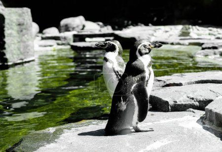 Two penguins on rocks in natural habitat. Penguin Standing on the Ground near the Pool and Looking Around. Travel Wildlife Concept.