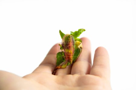 The hand holds a young sprout isolated on a white background with space for text. The concept of ecology and environmental protection. Germination of a tree from a fruit bone. Young apricot tree