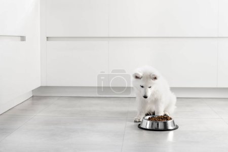 White Swiss Shepherd puppy eating dry food from a metal bowl in a modern white kitchen. Food delivery for happy domestic animals, little best friends. Pet shop. Animal feed. Correct nutrition in dogs. White interior furniture.