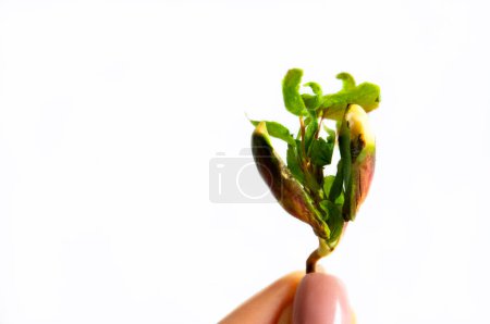 Die Hand hält einen jungen Spross isoliert auf weißem Hintergrund mit Platz für Text. Das Konzept von Ökologie und Umweltschutz. Keimung eines Baumes aus einem Fruchtknochen. Junge Marille wächst aus dem Kern.