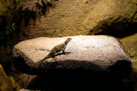 Photo for A shallow focus shot of lizard sitting on a big stone in bright sunlight with blurred background. A lizard sits on a rock and basks in the sun. - Royalty Free Image
