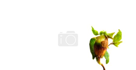 The banner of a young sprout is isolated on a white background with space for text. The concept of ecology and environmental protection. Germination of a tree from a fruit bone. Young apricot tree growing from the kernel.