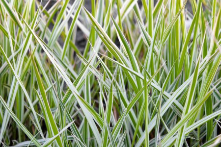Background of decorative sedge. Striped green grass Variegated Sedge. Decorative long grass, evergreen sedge with white and green striped foliage.